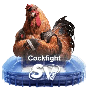 33bmw cockfight